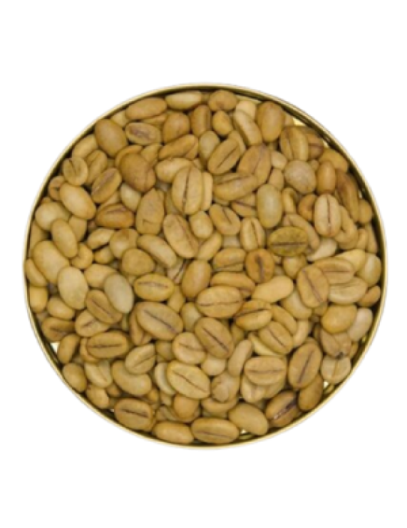 Robusta Coffee Seeds for Cultivation – TR9 Variety