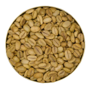 Robusta Coffee Seedlings – TR11 Variety (Disease Resistance)