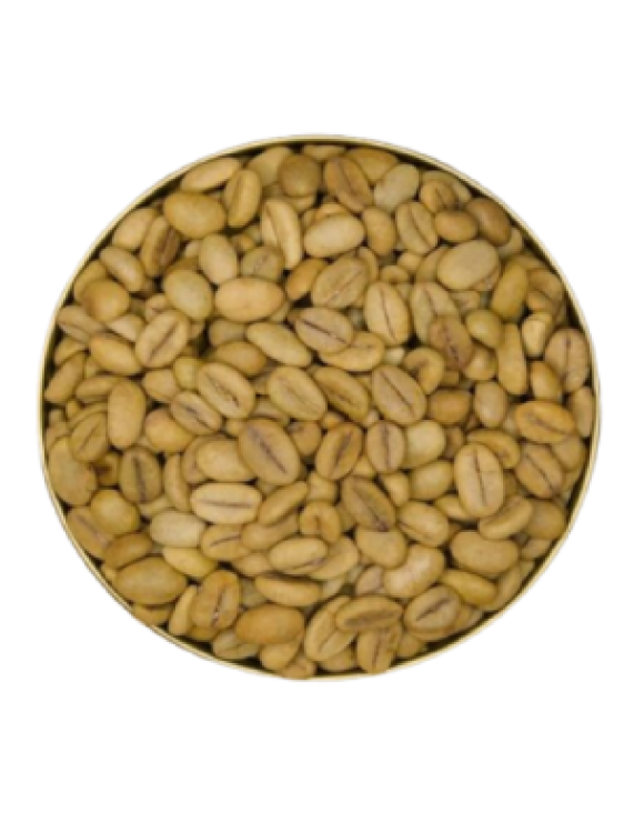Robusta Coffee Seedlings – TR11 Variety (Disease Resistance)
