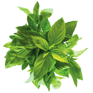 Basil