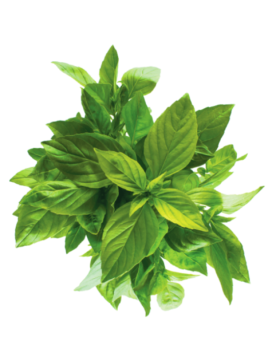 Basil