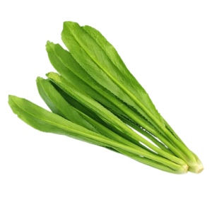 Culantro