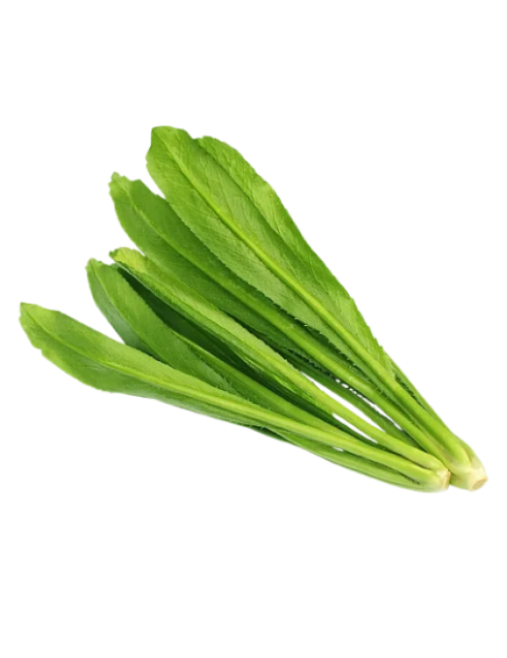 Culantro