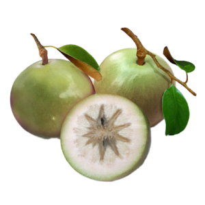 Lo Ren Star Apple
