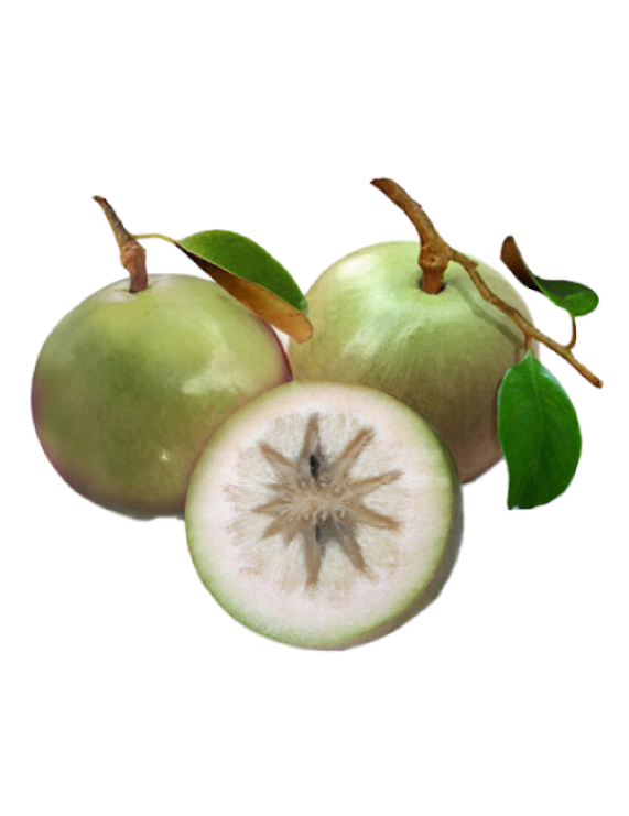 Lo Ren Star Apple