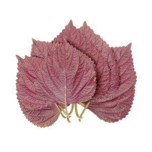 Perilla