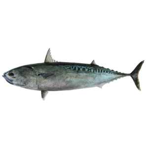 Bullet Tuna/ Auxis rochei