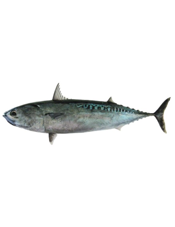 Bullet Tuna/ Auxis rochei