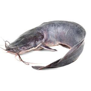 CatFish