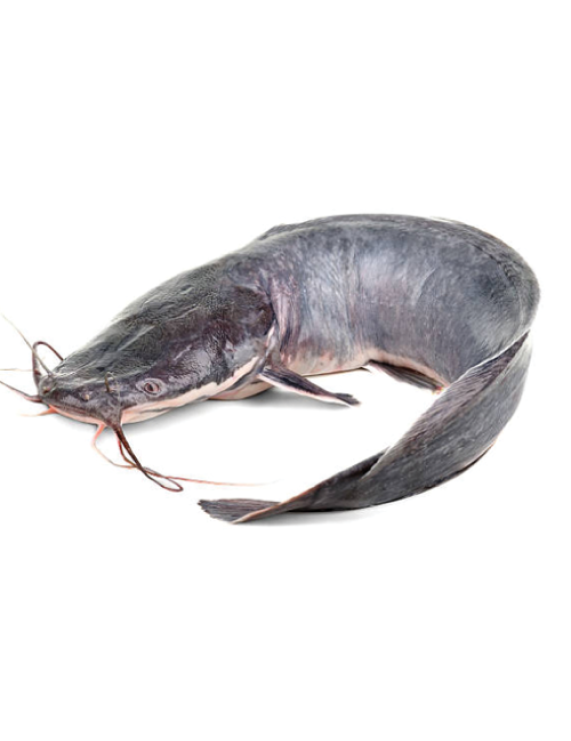 CatFish