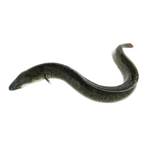 Eels Fish
