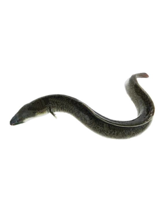 Eels Fish
