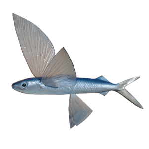 Flying Fish