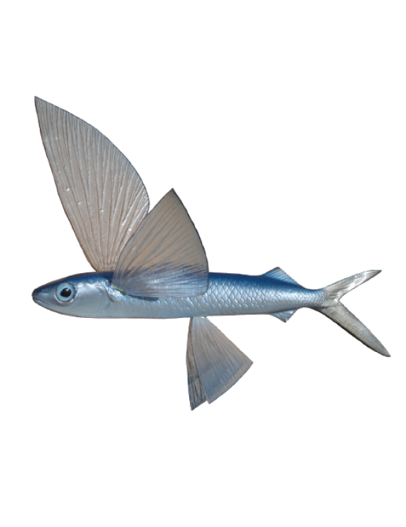 Flying Fish
