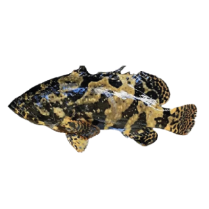 Grouper Fish