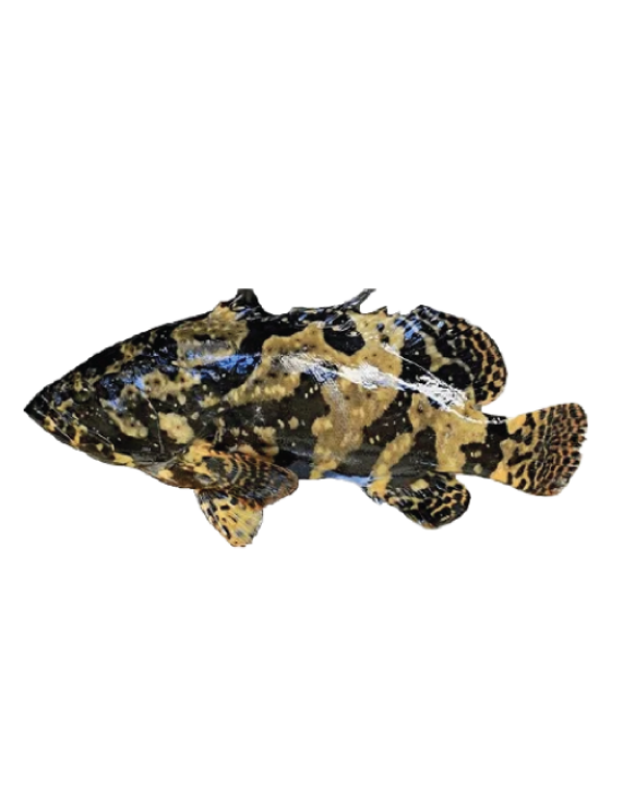 Grouper Fish