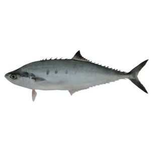 Leather Skin Fish/Scomberoides tol 