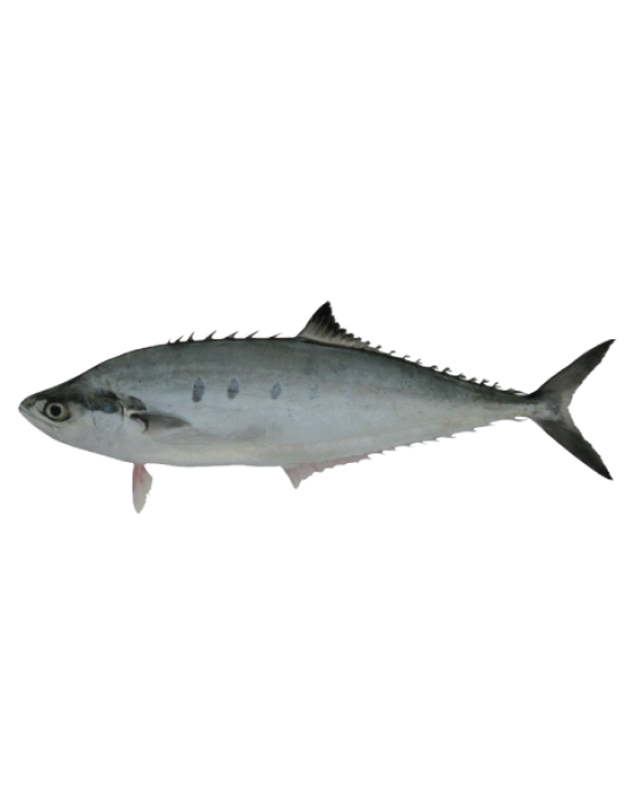 Leather Skin Fish/Scomberoides tol 