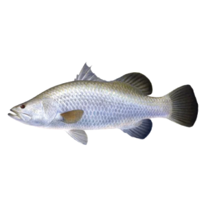 Seabass Fish