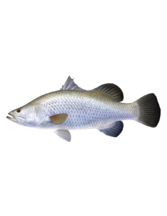 Seabass Fish