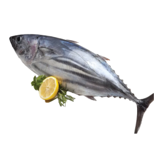 Tuna Fish