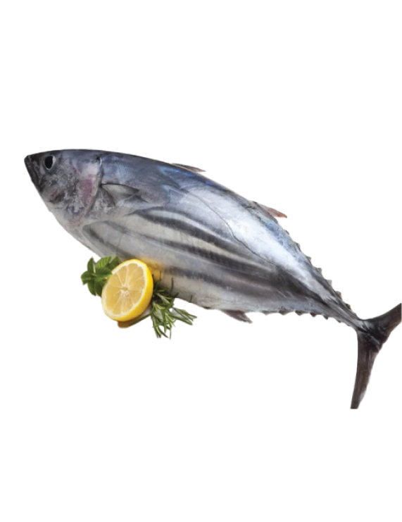Tuna Fish