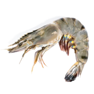 Black Tiger Shrimp