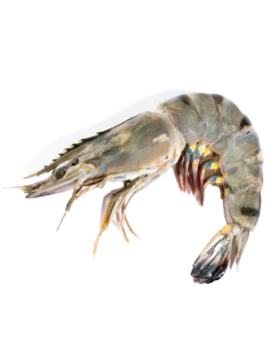 Black Tiger Shrimp