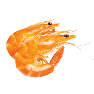Vannamei Shrimp Cooked HOSO