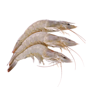White Leg Shrimp