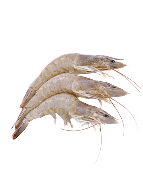 White Leg Shrimp