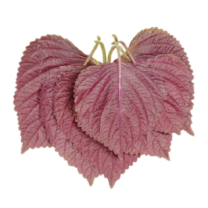 Shiso