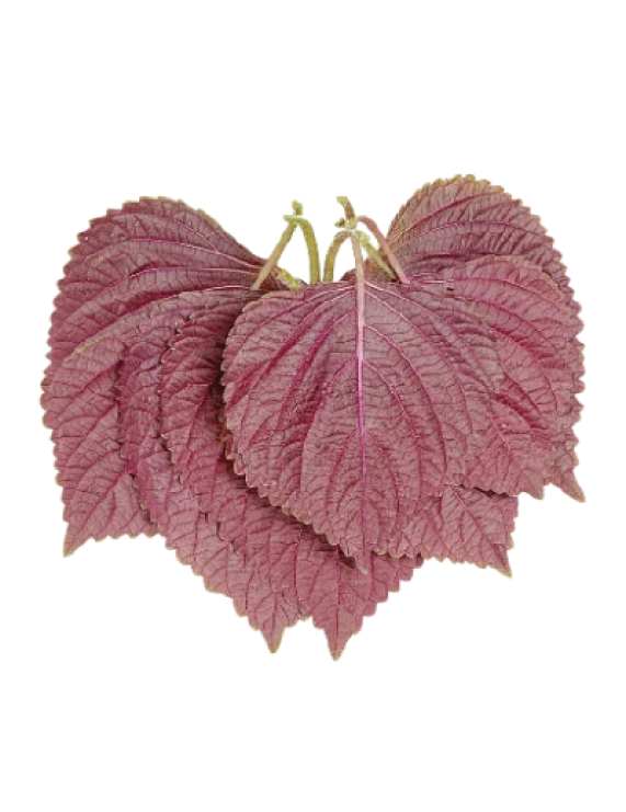 Shiso