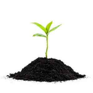 Biochar (Charcoal)